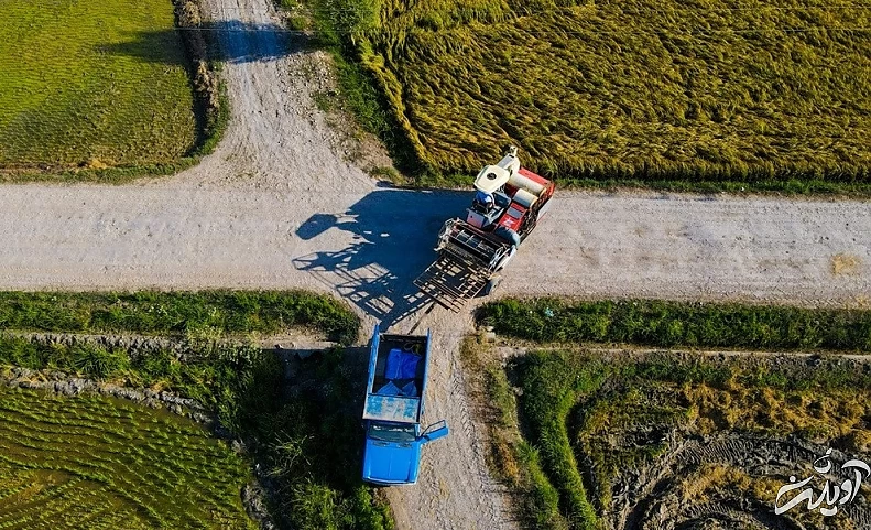 (تصاویر) برداشت برنج در مازندران